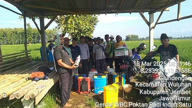 gerakan-pengendalian-gerdal-wereng-batang-coklat-kelompok-tani-padi-indah-satu-desa-glundengan-kecamatan-wuluhan