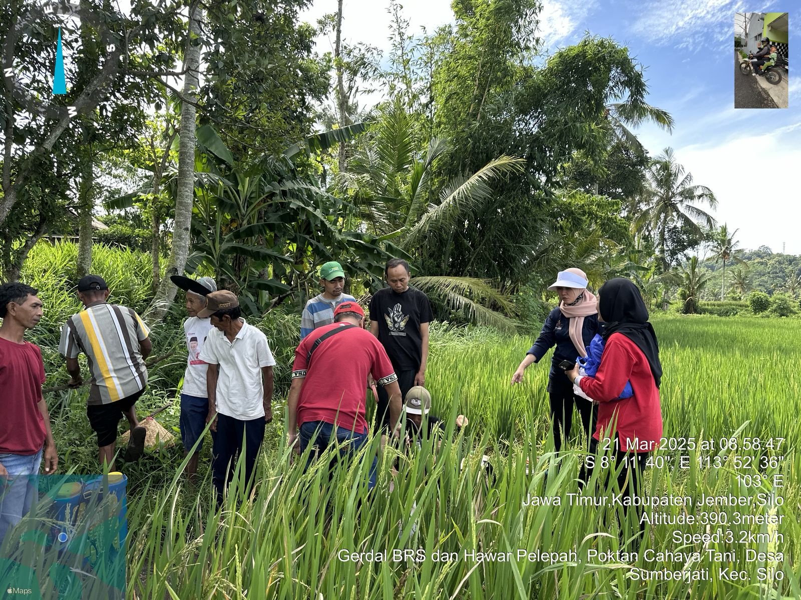 gerdal-opt-hawar-pelepah-bpp-silo-di-poktan-cahaya-tani-desa-sumberjati-kecamatan-silo