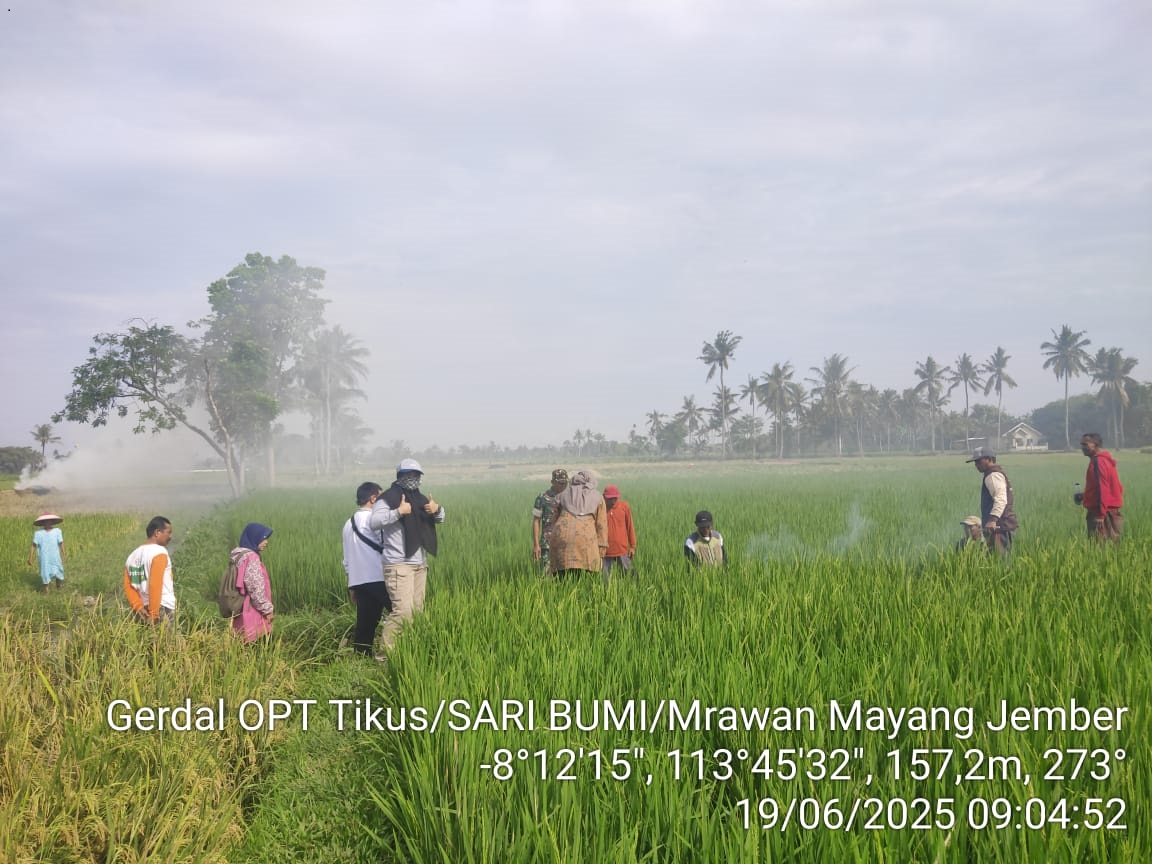 gerakan-pengendalian-opt-tikus-balai-penyuluhan-pertanian-wilayah-silo