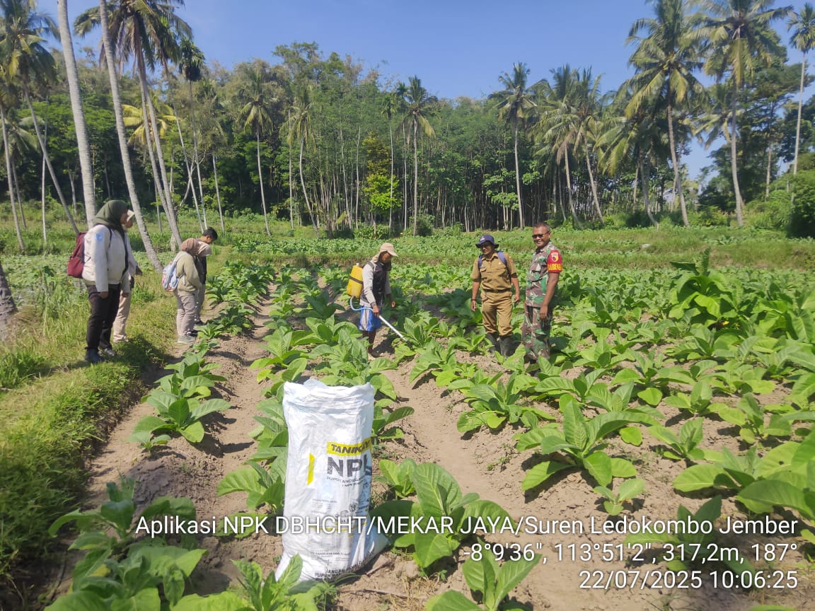 kegiatan-bpp-silo-di-desa-suren-kecamatan-ledokombo
