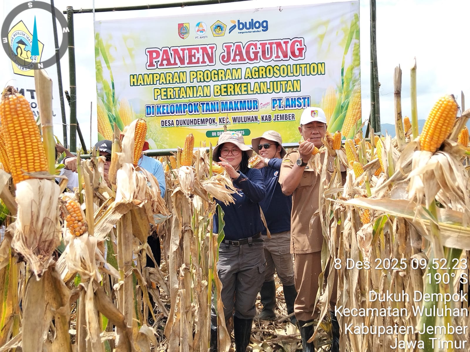 panen-raya-jagung-di-kecamatan-wuluhan-kabupaten-jember