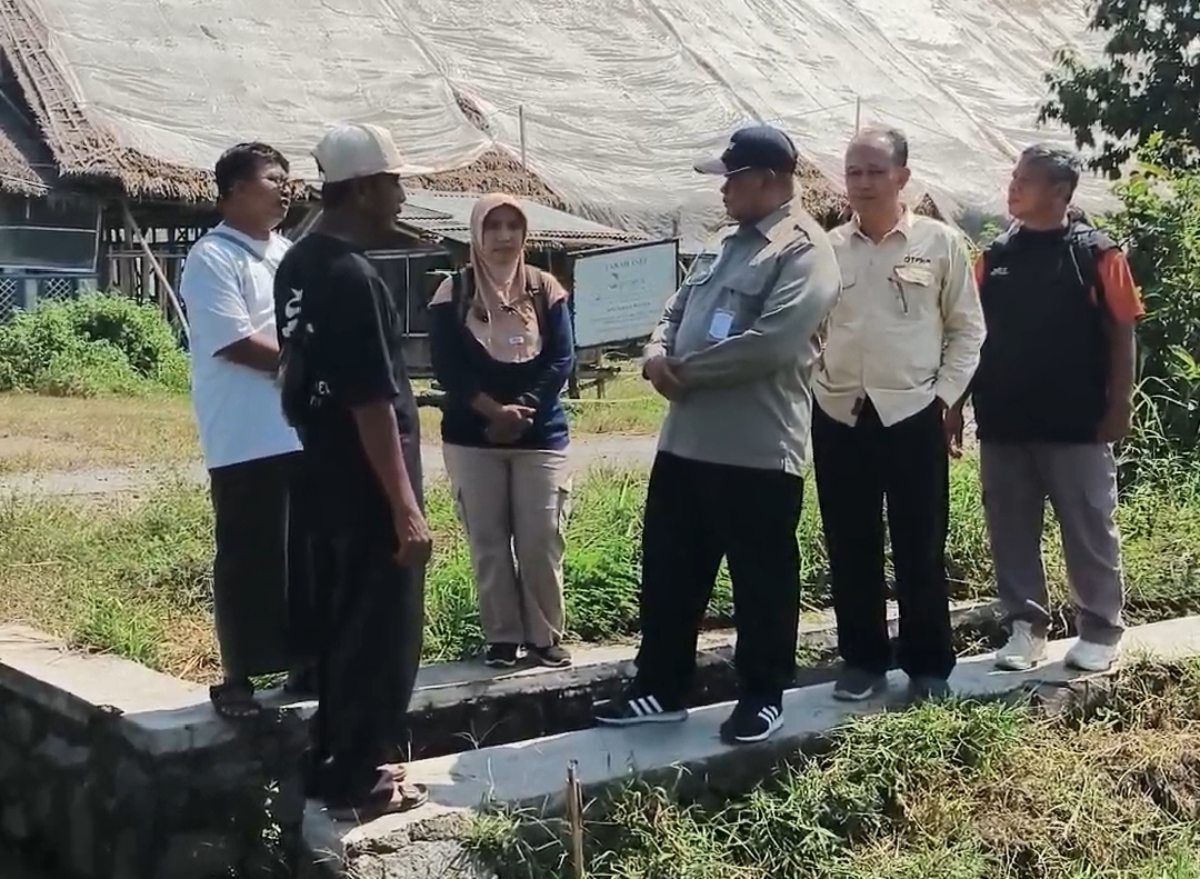 dtphp-jember-tinjau-serangan-hama-tikus-yang-sebabkan-100-hektare-padi-puso-di-jenggawah